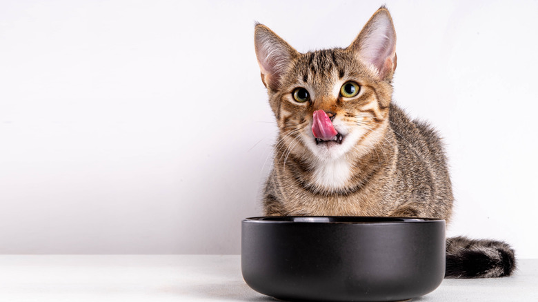 A tabby kitten licks its nose while it stands in front of a food bowl