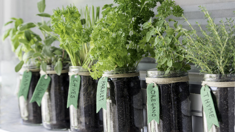 An assortment of herbs growing in clear mason jars with potting mix