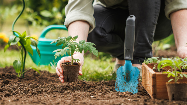 A home gardener planting tomatoes in a garden