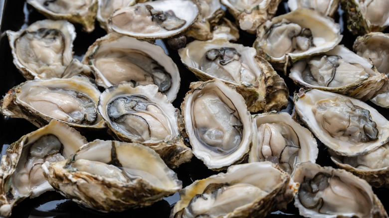 Close-up of fresh oysters