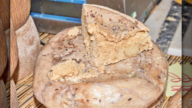casu marzu wheel and slice