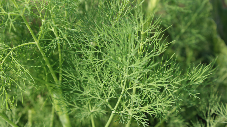 Close up of fresh fennel fronds