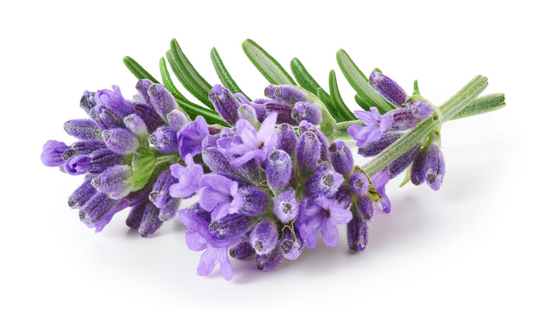 Bunch of fresh lavender flowers isolated on white background